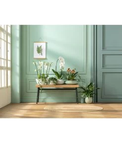 Schmetterlingsorchidee - Phalaenopsis Cultivaris 'Cascade' -Gartenmöbelgeschäft 20181115 PR MO 001 Orchideen GC01 01