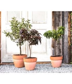 Zwergpfirsich 'Amber Pix Zee' 8 Zwergpfirsich 'Amber Pix Zee' -Gartenmöbelgeschäft 20190626 WE MO 002 ZwergundSaeulenobst GC10 2020 1