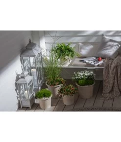 Efeu, Grün -Gartenmöbelgeschäft 20190920 PR MO 002 Herbststart Skimmia GC 18 2020