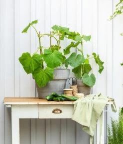 Mini Schlangengurke -Gartenmöbelgeschäft 20200717 8842643 WE MO 002 CucurbitaePepoZucchiniGruen 2021 GC13 01