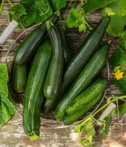 Mini Schlangengurke -Gartenmöbelgeschäft 20200722 8830747 8831000 WE MO 001 GurkeEtikett