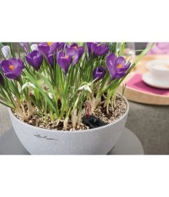 LECHUZA® Kunststoff-Schale Cubeto Stone, Rund 22 LECHUZA® Kunststoff-Schale Cubeto Stone, Rund -Gartenmöbelgeschäft 2182574 2180354 WE MO 016 LECHUZACubetoColorrundgranit