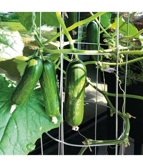 Bellissa Gurkenturm, 120 Cm - Ø 20 Cm 7 Bellissa Gurkenturm, 120 Cm - Ø 20 Cm – Bild 7