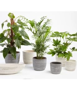 Dehner Keramik-Jardiniere Wood, Oval, Ca. B48/H12/T14 Cm -Gartenmöbelgeschäft 2890713 WE MO 001 TopfWoodGrauCremeFotoshootingUveSauerFebruar2016