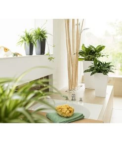 LECHUZA® MAXI/MINI-CUBI, All-in-One-Set 10 LECHUZA® MAXI/MINI-CUBI, All-in-One-Set -Gartenmöbelgeschäft 3532264 3683836 2424984 3468618 WE MO 007 CubicoPremiumWeissMinIMaxiCubiAnthrazitNeu