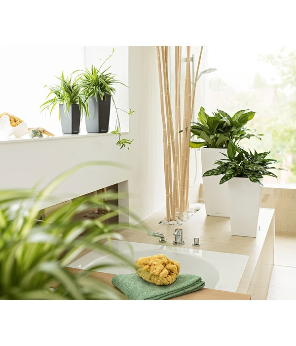 LECHUZA® MAXI/MINI-CUBI, All-in-One-Set 5 LECHUZA® MAXI/MINI-CUBI, All-in-One-Set – Bild 5