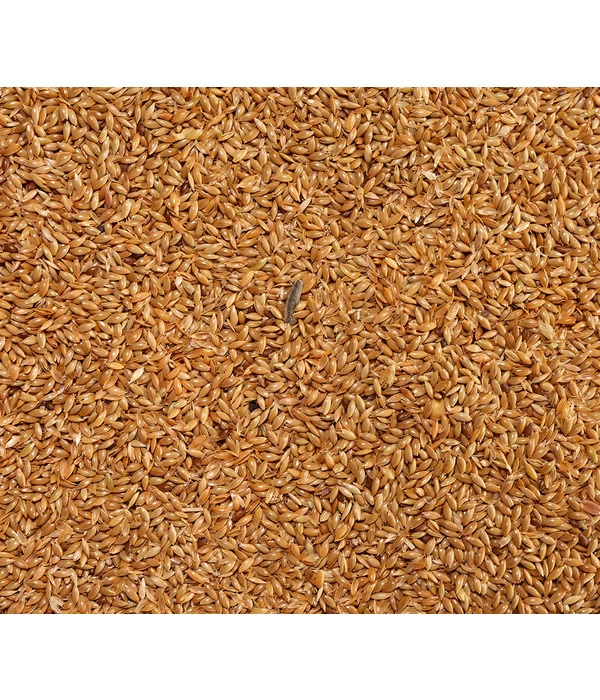 Dehner Kanariensaat, 1 Kg 3 Dehner Kanariensaat, 1 Kg – Bild 3