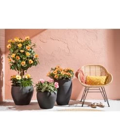 Zimmerhibiskus - Hibiscus Rosa-sinensis, Stämmchen, Verschiedene Sorten -Gartenmöbelgeschäft 4319398 PR MO 001 KunststoffTopfSchwarz