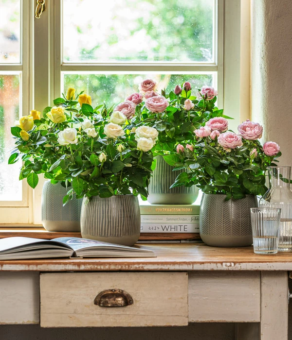 Dehner Übertopf-Set Pink Beauties, 2-teilig 5 Dehner Übertopf-Set Pink Beauties, 2-teilig – Bild 5