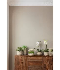 Schmetterlingsorchidee - Phalaenopsis Cultivaris 'Cascade' -Gartenmöbelgeschäft 4473492 PR MO 001 OrchideenkeramikFrayaHellbraun 4473500 4473518 4473534 4473542