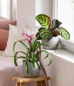 Dehner Übertopf-Set Pink Beauties, 2-teilig 8 Dehner Übertopf-Set Pink Beauties, 2-teilig -Gartenmöbelgeschäft 4495172 8745259 WE MO 001 PinkBeauties PflanzenSetOnlineHer