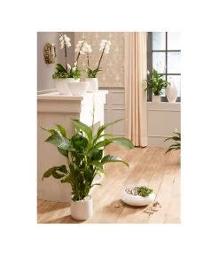 Dehner Keramik-Jardiniere Lustrinado, Oval, Ca. B32/H18/T15 Cm -Gartenmöbelgeschäft 5174586 PR MO 001 ExklusivSerieLustrinadoWeiss