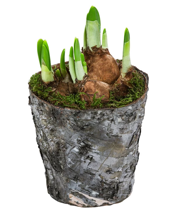 Narzissen 'Tête à Tête' In Birkentopf, Ca. Ø11 Cm 1 Narzissen 'Tête à Tête' In Birkentopf, Ca. Ø11 Cm