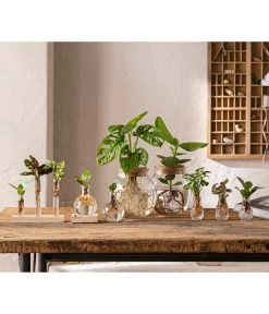 Waterplant Balsamapfel Im Kugelglas - Clusia Rosea 'Princess', Mit LED 6 Waterplant Balsamapfel Im Kugelglas - Clusia Rosea 'Princess', Mit LED -Gartenmöbelgeschäft 6125066 WE MO 001 WaterPlants