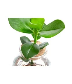 Waterplant Balsamapfel Im Kugelglas - Clusia Rosea 'Princess', Ca. 30 Cm -Gartenmöbelgeschäft 6125082 WE DE 001 WaterPlantsClusia12cm