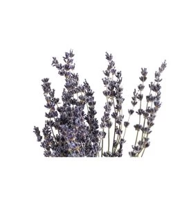 Trockenblumenbund Lavendel 5 Trockenblumenbund Lavendel -Gartenmöbelgeschäft 6491682 PR DE 001 LavendeltiefblauBund DehnerExpressHerzig