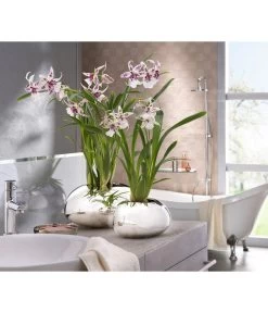 Scheurich Keramik-Übertopf Mirror Silver, Oval, Silber, Ca. B29/H14/T23 Cm 7 Scheurich Keramik-Übertopf Mirror Silver, Oval, Silber, Ca. B29/H14/T23 Cm -Gartenmöbelgeschäft 6642029 PR MO 001 OrchideentopfMirrorSilber