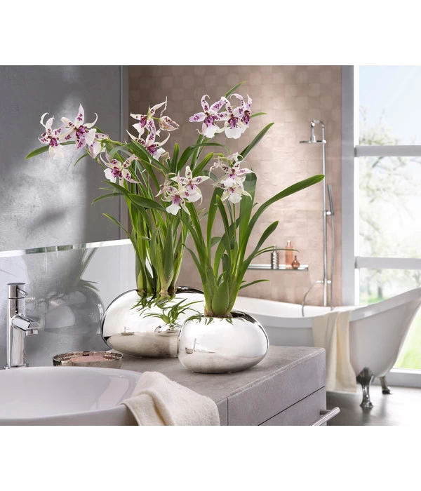 Scheurich Keramik-Übertopf Mirror Silver, Oval, Silber, Ca. B29/H14/T23 Cm 3 Scheurich Keramik-Übertopf Mirror Silver, Oval, Silber, Ca. B29/H14/T23 Cm – Bild 3