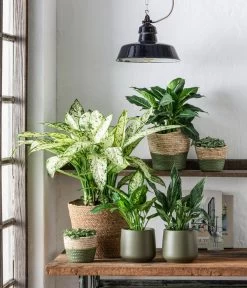 Dehner Seegras-Korb Phil, Rund -Gartenmöbelgeschäft 6735229 WE MO 001 KorbPhilGruen TO1 Dieffenbachia Spathiphyllum Fittonia