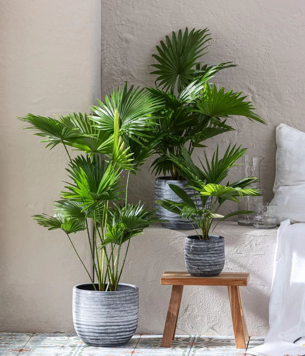 Rundblättrige Schirmpalme - Livistona Rotundifolia 4 Rundblättrige Schirmpalme - Livistona Rotundifolia – Bild 4