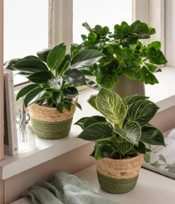 Dehner Seegras-Korb Phil, Rund -Gartenmöbelgeschäft 6954788 WE MO 001 GruenStarterSet OnlinePflanzenSet 2022