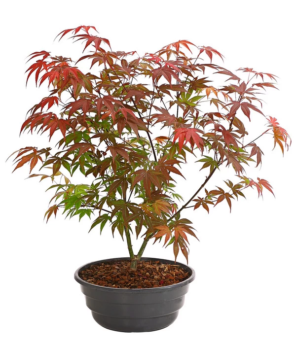Japanischer Fächerahorn 'Atropurpureum' 1 Japanischer Fächerahorn 'Atropurpureum'