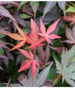 Japanischer Fächerahorn 'Atropurpureum' 7 Japanischer Fächerahorn 'Atropurpureum' -Gartenmöbelgeschäft 7016959 WE DE 005 AcerPalmatumAtropurpureumLuckner