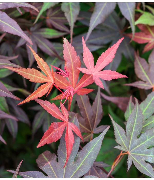 Japanischer Fächerahorn 'Atropurpureum' 4 Japanischer Fächerahorn 'Atropurpureum' – Bild 4