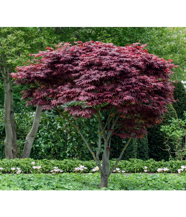 Japanischer Fächerahorn 'Atropurpureum' 2 Japanischer Fächerahorn 'Atropurpureum' – Bild 2