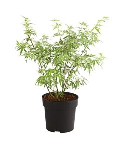 Fächerahorn 'Butterfly®'