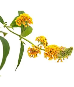 Gelber Sommerflieder 7 Gelber Sommerflieder -Gartenmöbelgeschäft 7078199 WE DE 001 BuddlejaGelbSommerflieder3LDehnerExpressHerzig