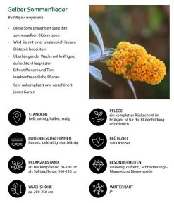 Gelber Sommerflieder 6 Gelber Sommerflieder -Gartenmöbelgeschäft 7078199 WE IG 001 GelberSommerflieder