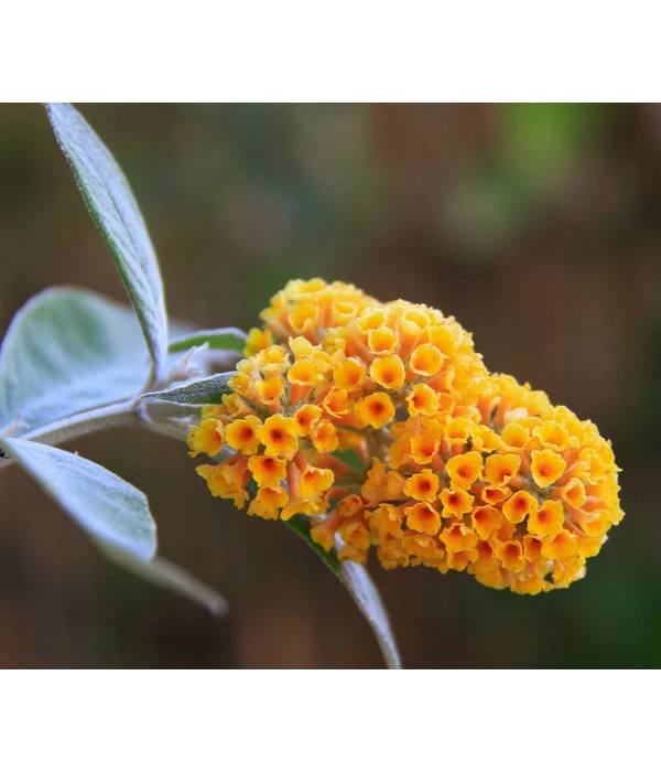 Gelber Sommerflieder 1 Gelber Sommerflieder