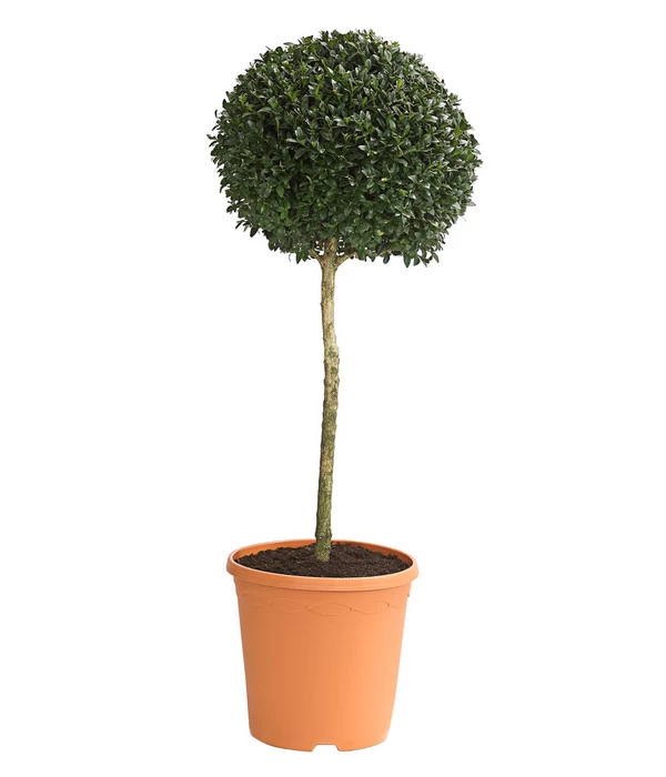 Buchsbaum, Stämmchen Mit 1 Kugel 1 Buchsbaum, Stämmchen Mit 1 Kugel