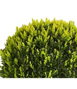 Buchs, Kugel -Gartenmöbelgeschäft 7082241 PR DE 001 BuxKugelDehnerExpressHerzig