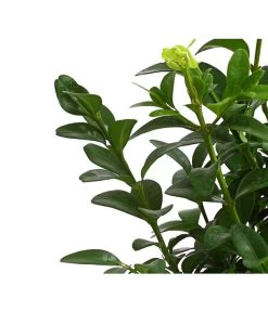 Buchs -Gartenmöbelgeschäft 7083108 PR DE 001 BuchsBuxusGuteWahl9DehnerExpressHerzig