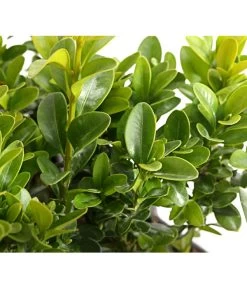 Buchs, 6er-Schale -Gartenmöbelgeschäft 7083900 PR DE 001 BuxusSempervirens6erTrayDehnerExpressHerzig