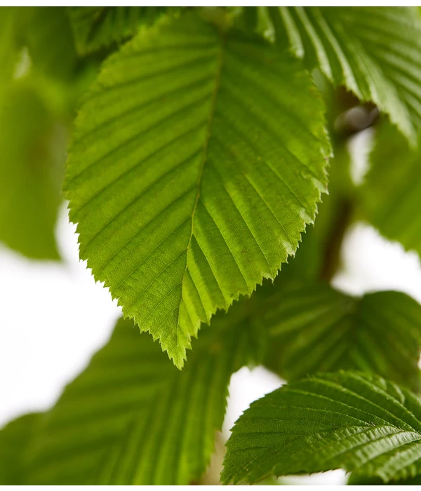 5 Meter Hainbuche, 15 X Ca. 175-200 Cm 5 5 Meter Hainbuche, 15 X Ca. 175-200 Cm – Bild 5