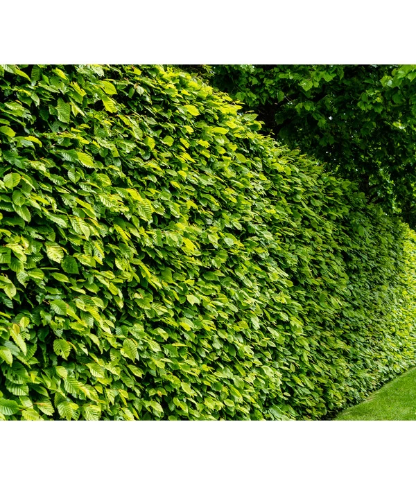 5 Meter Hainbuche, 15 X Ca. 175-200 Cm 2 5 Meter Hainbuche, 15 X Ca. 175-200 Cm – Bild 2