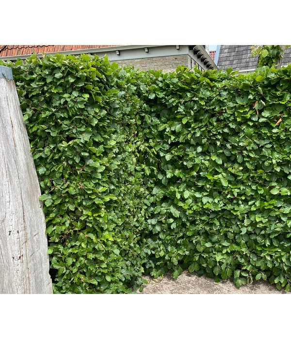 5 Meter Hainbuche, 15 X Ca. 175-200 Cm 4 5 Meter Hainbuche, 15 X Ca. 175-200 Cm – Bild 4