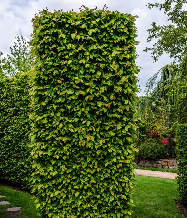 5 Meter Hainbuche, 15 X Ca. 175-200 Cm 3 5 Meter Hainbuche, 15 X Ca. 175-200 Cm – Bild 3