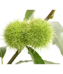 Esskastanie -Gartenmöbelgeschäft 7091580 PR DE 001 CastaneaSativaEsskastanieDehnerExpressHerzig