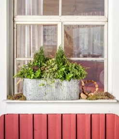 Efeu, Grün -Gartenmöbelgeschäft 7107303 WE MO 001 ScheinzypresseChamaecyparislawsonianaEfeu