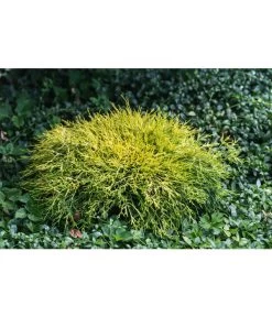 Scheinzypresse 'Filifera Sungold' 6 Scheinzypresse 'Filifera Sungold' -Gartenmöbelgeschäft 7115884 PR MO 001 ChamaecyparisPisiferaFliliferaSungold