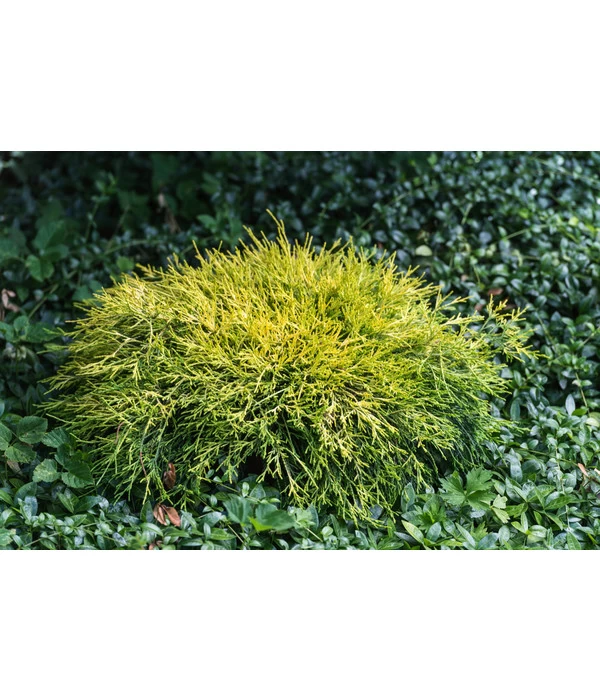 Scheinzypresse 'Filifera Sungold' 3 Scheinzypresse 'Filifera Sungold' – Bild 3