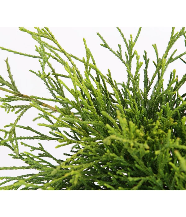 Scheinzypresse 'Filifera Sungold' 4 Scheinzypresse 'Filifera Sungold' – Bild 4