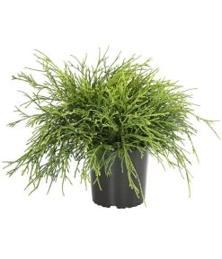 Scheinzypresse 'Filifera Sungold'