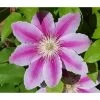 Waldrebe - Clematis 'Angela'