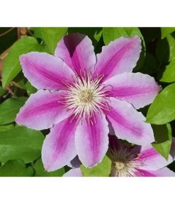 Waldrebe - Clematis 'Angela'
