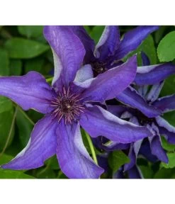 Waldrebe - Clematis, Rankhilfe -Gartenmöbelgeschäft 7129034 PR DE 001 ClematisWaldrebeBlauPrivatgartenLucknerMai2017